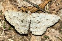 Hypomecis roboraria