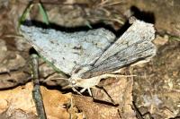 Hypomecis roboraria