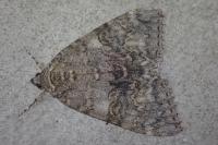 Catocala nupta
