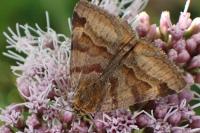 Euclidia glyphica