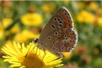 Aricia agestis