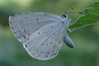 Celastrina argiolus