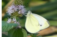 Pieris napi