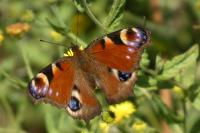 Aglais io