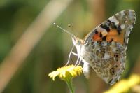 Vanessa cardui