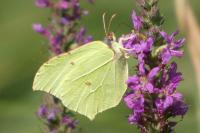 Gonepteryx rhamni