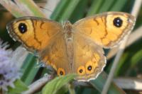 Lasiommata maera