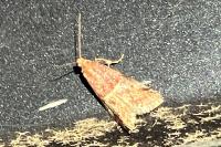 Acrobasis marmorea