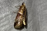 Acrobasis