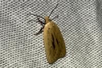 Agonopterix pallorella