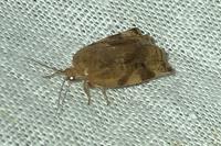 Archips xylosteana