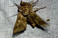 Conisania luteago