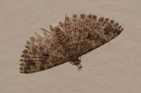 Alucita hexadactyla