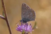 Polyommatus icarus