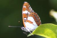 Limenitis reducta