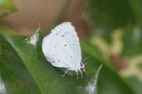 Celastrina argiolus