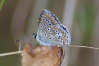 Aricia agestis