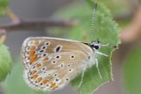 Aricia agestis