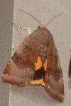 Noctua janthe