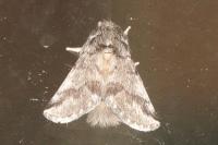 Thaumetopoea processionea