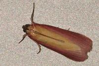 Oncocera semirubella