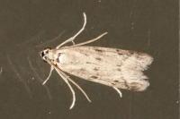 Phycitodes