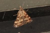 Pyrausta despicata