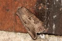 Agrotis bigramma
