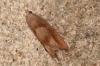Eucosma conterminana