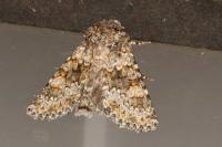 Hecatera dysodea