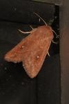 Mythimna albipuncta