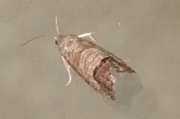 Cydia pomonella