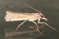 Ancylolomia tentaculella