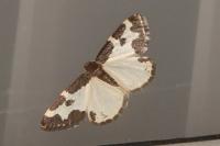 Lomaspilis marginata