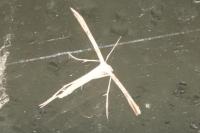 Emmelina monodactyla