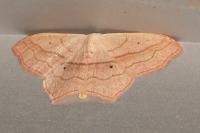 Scopula imitaria