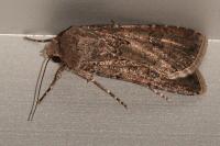 Agrotis segetum