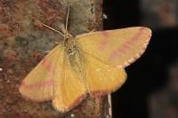 Lythria purpuraria