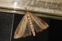 Agriphila tristella