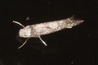 Paraswammerdamia albicapitella