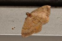 Camptogramma bilineata