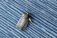 Amphipyra tragopoginis