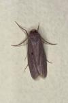 Achroia grisella