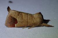 Clostera curtula