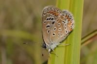 Polyommatus icarus