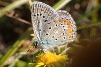 Polyommatus icarus