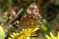 Carcharodus alceae