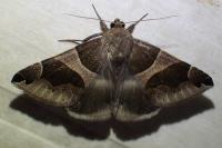 Dysgonia algira