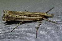 Ancylolomia tentaculella