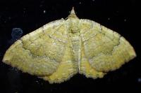 Camptogramma bilineata